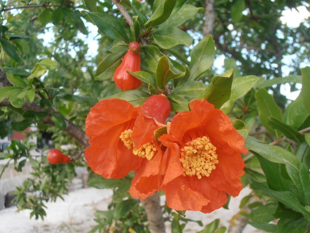 فيغناكاستريسي Il Corallo Del Salento المظهر الخارجي الصورة